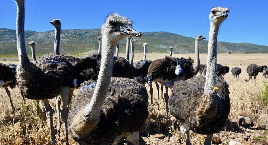Struisvogels Zuid Afrika groepsrondreis 2